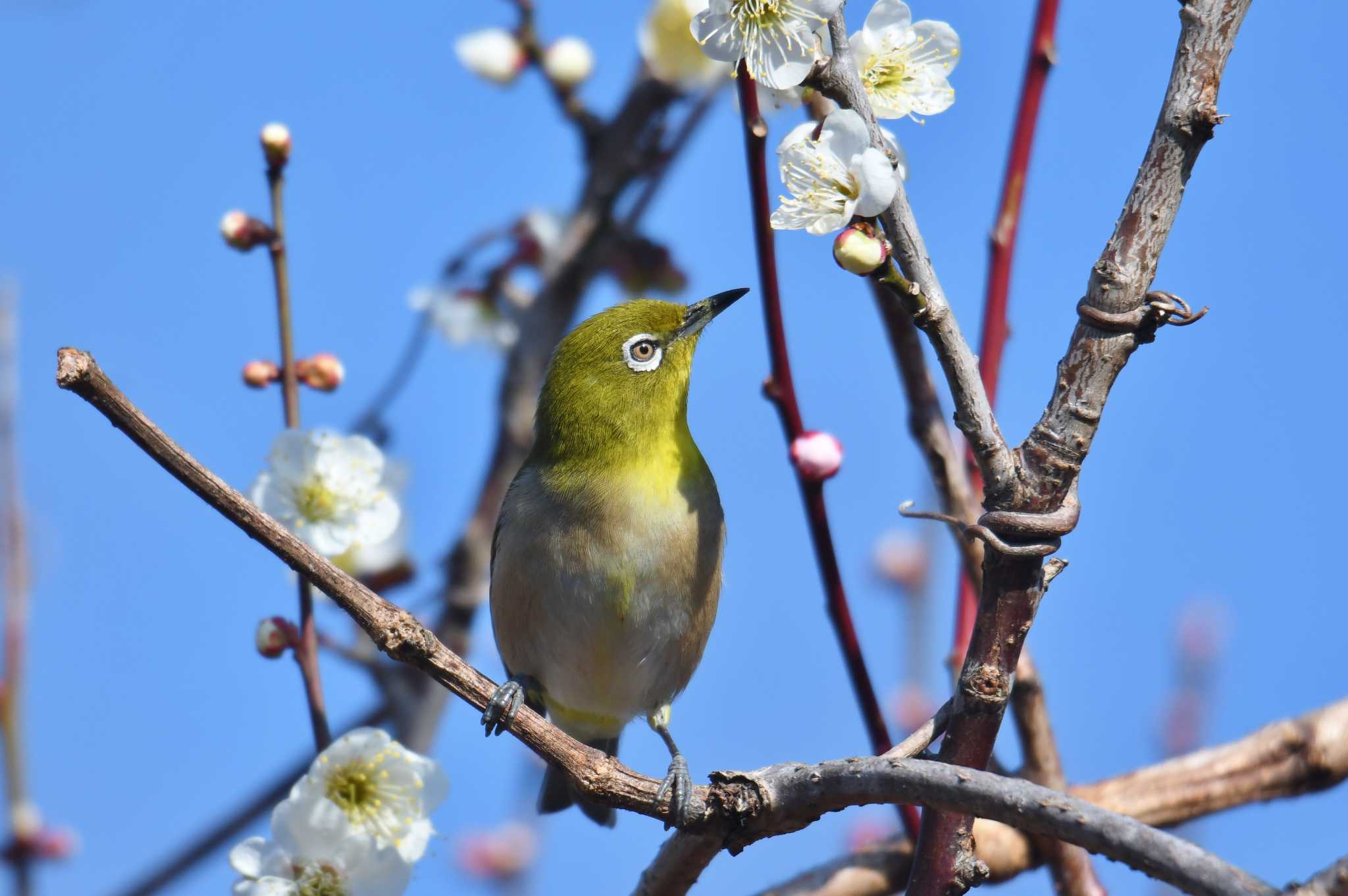 葛西臨海公園 メジロの写真 by あひる