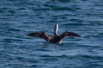 Red-throated Loon