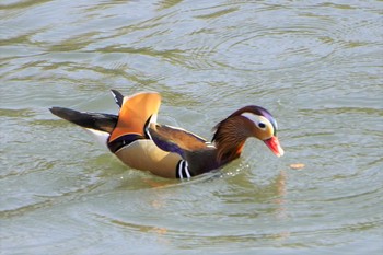 Mon, 3/1/2021 Birding report at 千里中央公園(大阪府豊中市)