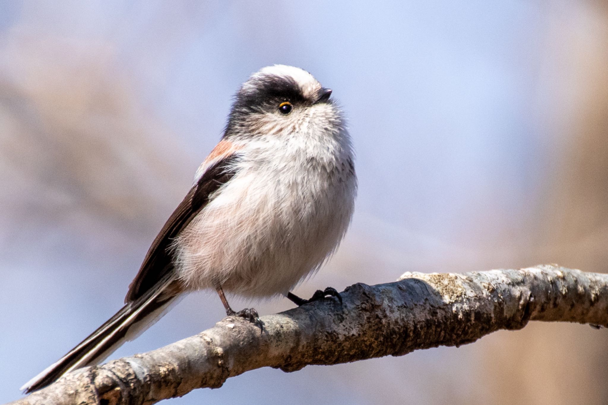 Photo of Long-tailed Tit at Kitamoto Nature Observation Park by Marco Birds