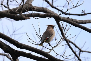 Bohemian Waxwing Osaka castle park Sun, 2/28/2021