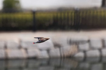 2021年2月28日(日) 大阪城公園の野鳥観察記録