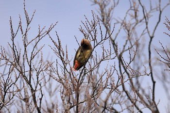 Japanese Waxwing Osaka castle park Sun, 2/28/2021