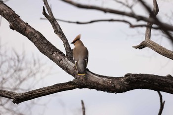 Bohemian Waxwing Osaka castle park Sun, 2/28/2021