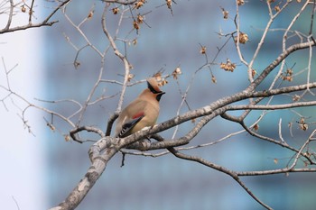 Japanese Waxwing Osaka castle park Sun, 2/28/2021