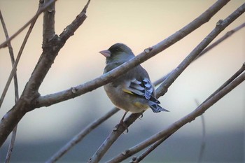 2021年2月28日(日) 早戸川林道の野鳥観察記録