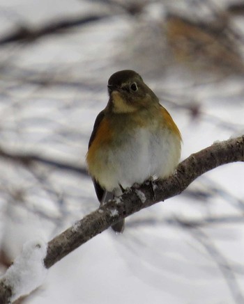 Red-flanked Bluetail Mine Park Sun, 1/15/2017