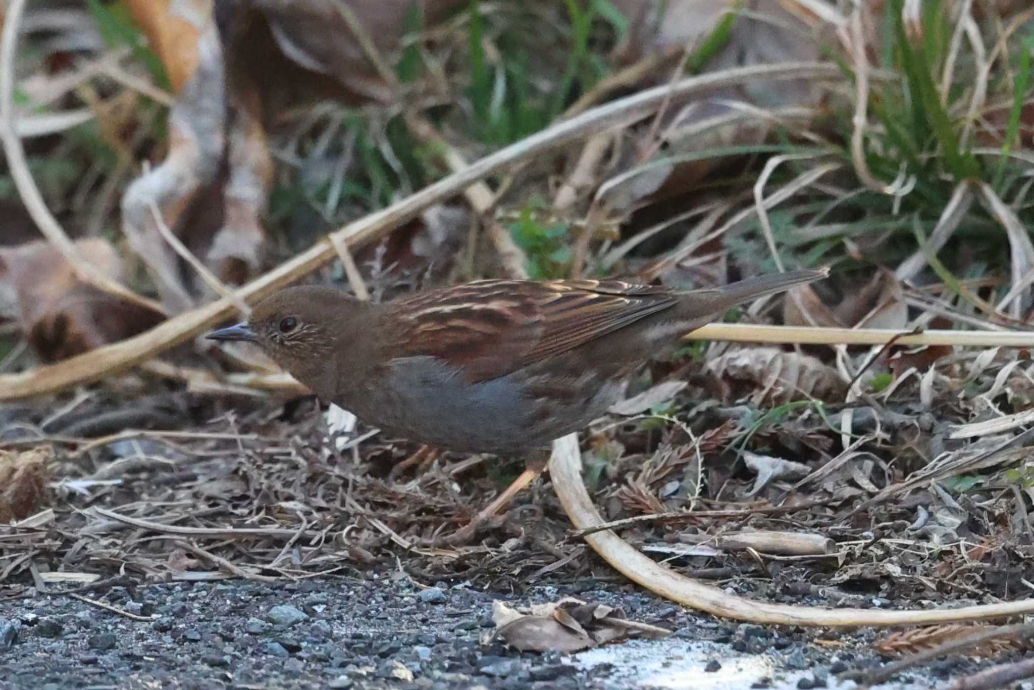 カヤクグリ