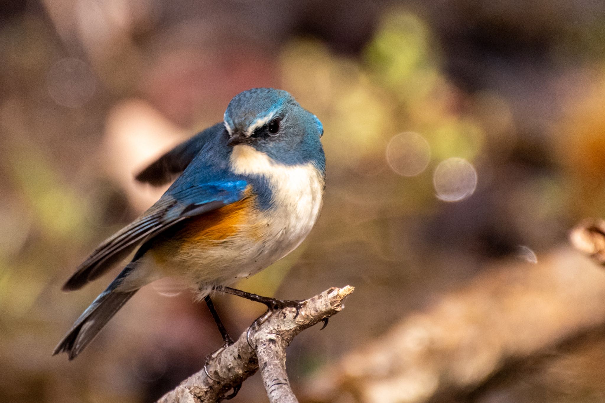 北本自然観察公園 ルリビタキの写真 by Marco Birds