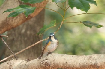 Sun, 2/14/2021 Birding report at 井頭公園