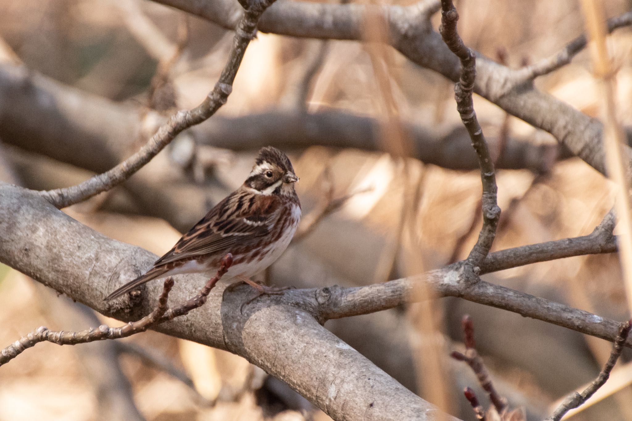 Photo of Rustic Bunting at Kitamoto Nature Observation Park by Marco Birds