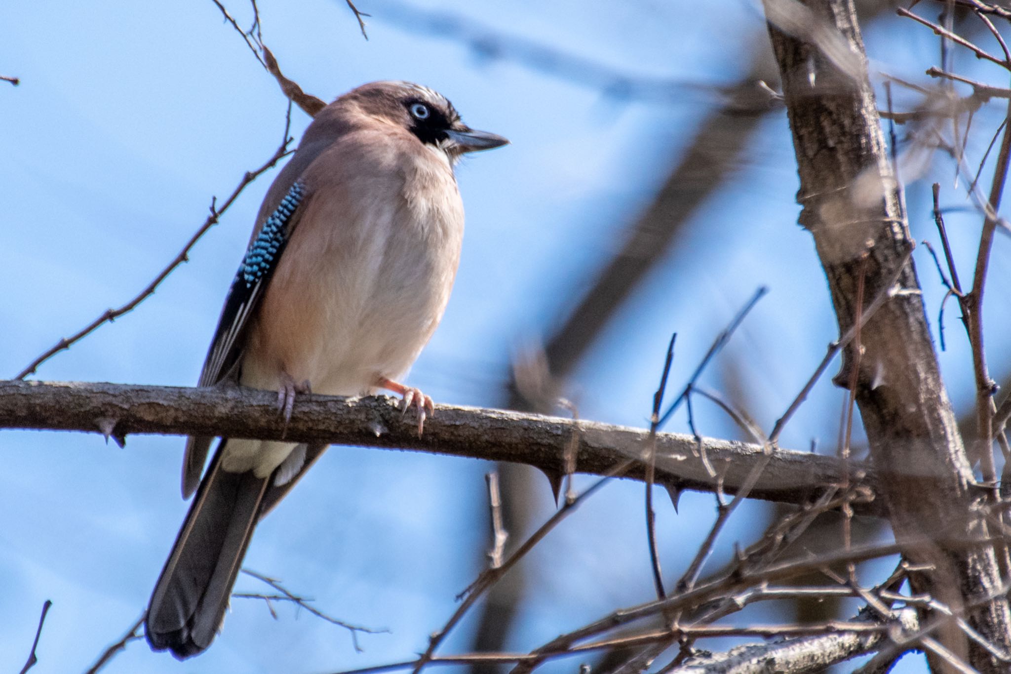 Photo of Eurasian Jay at Kitamoto Nature Observation Park by Marco Birds