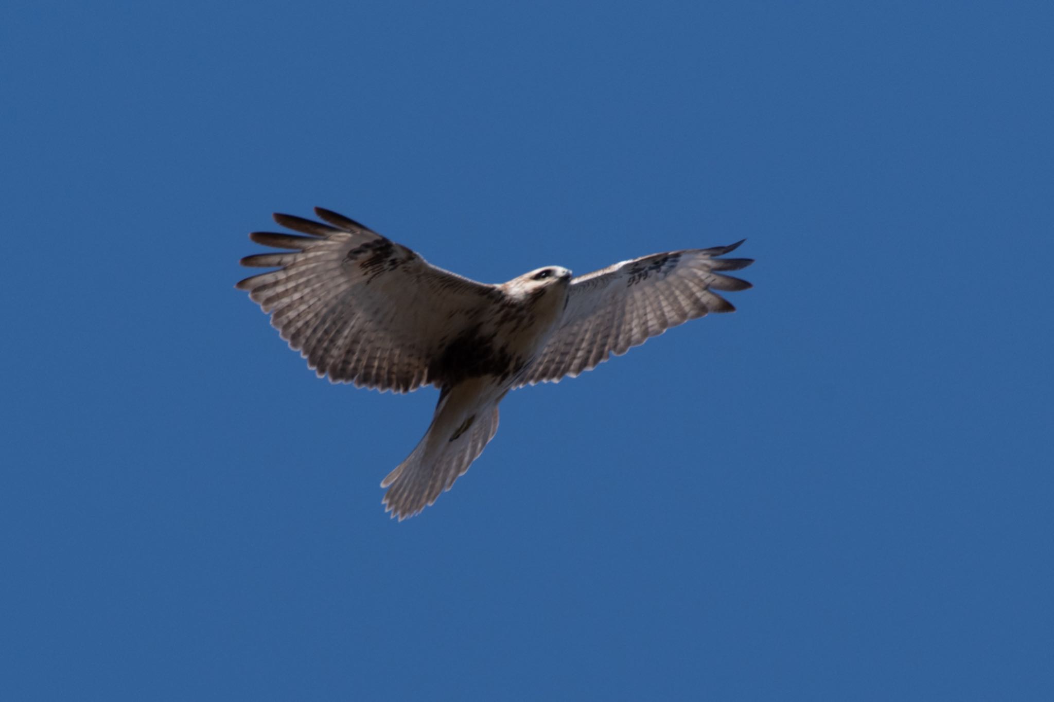 Eastern Buzzard