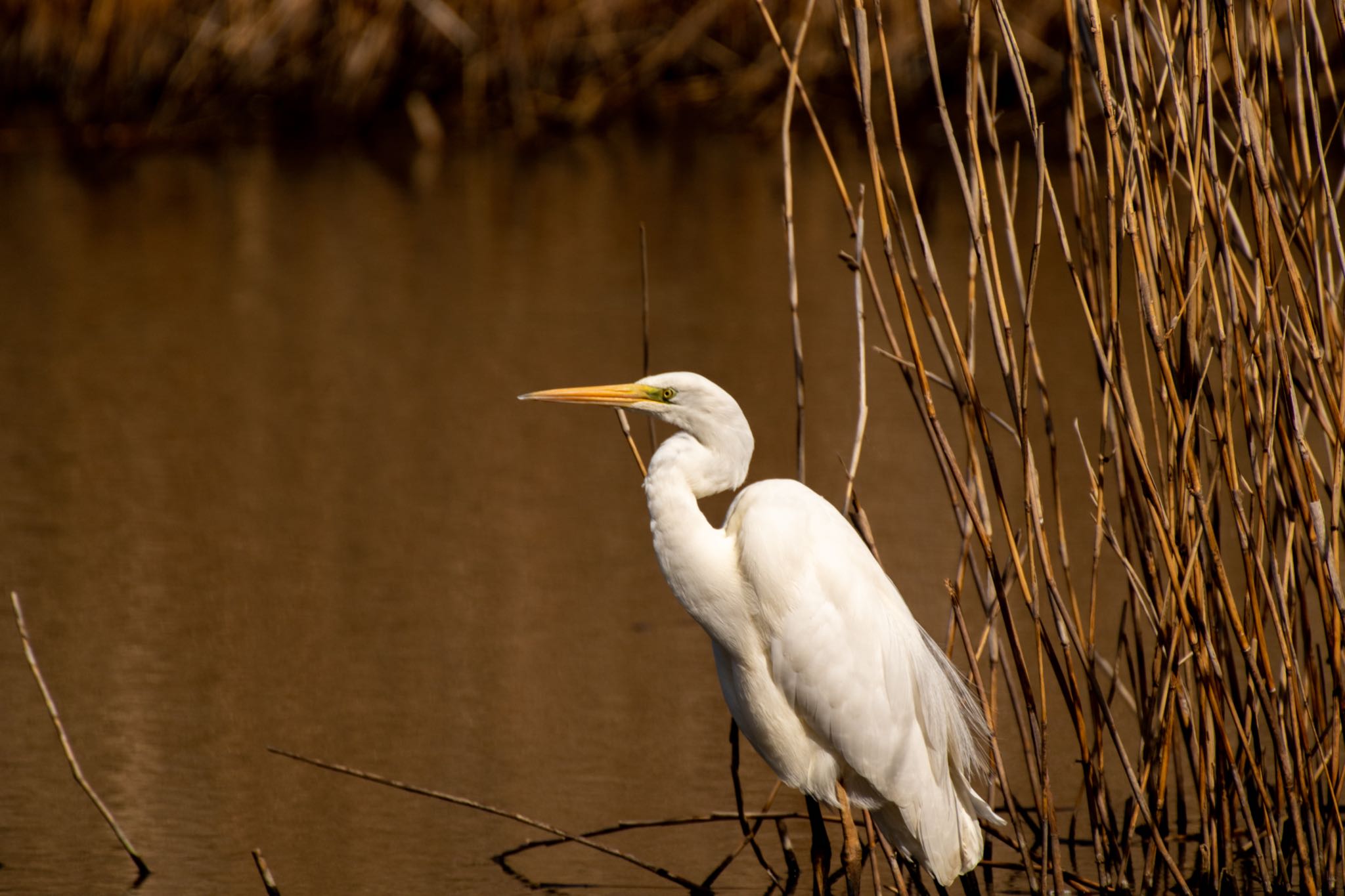 Great Egret