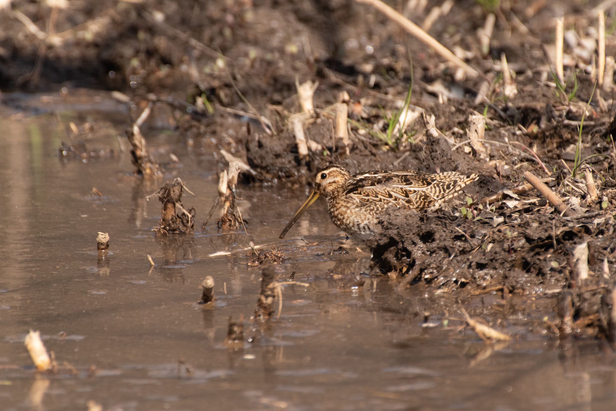 Photo of Common Snipe at Kitamoto Nature Observation Park by Marco Birds