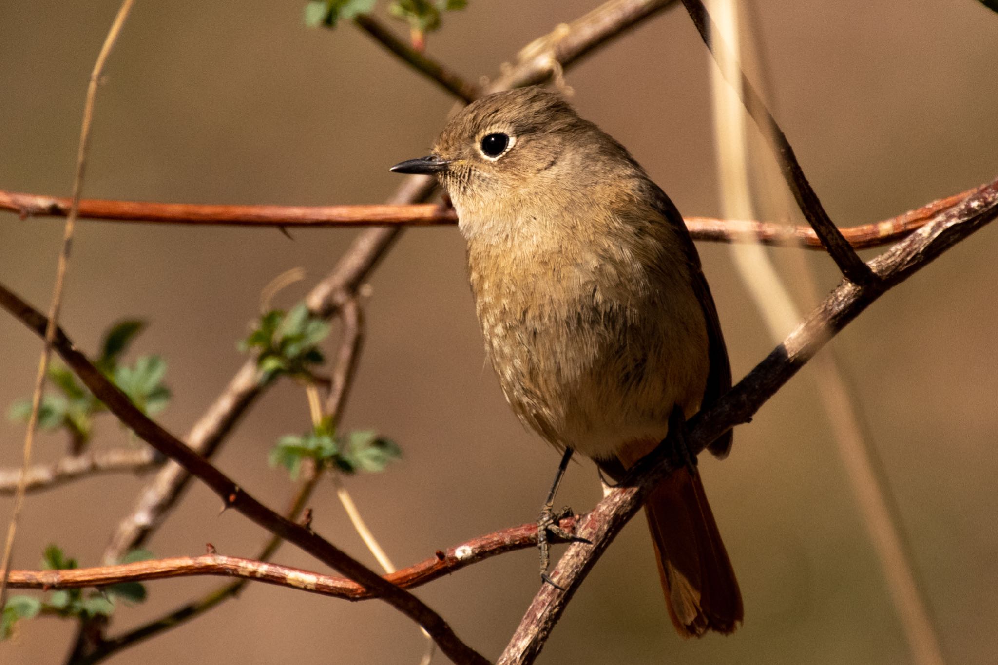 Daurian Redstart