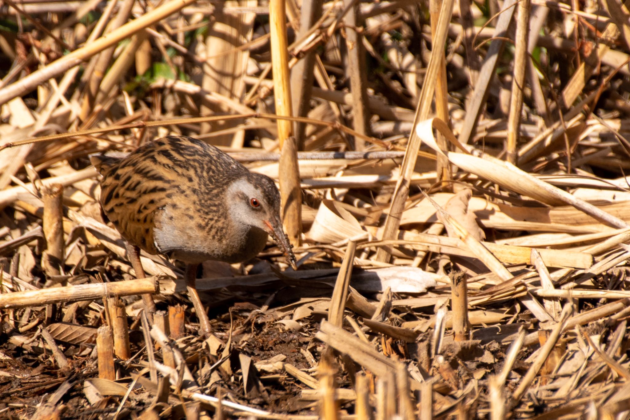 Brown-cheeked Rail