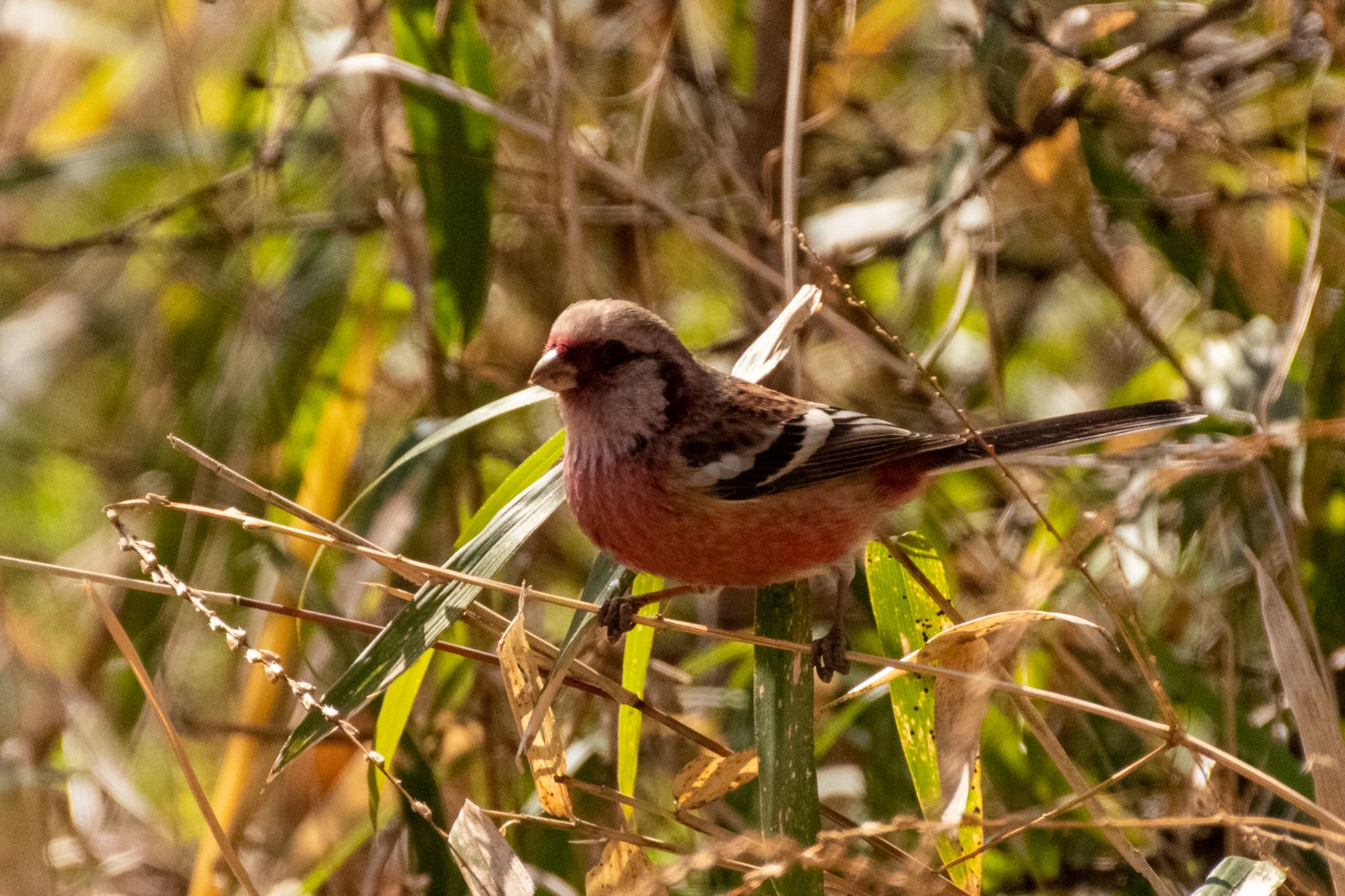 Siberian Long-tailed Rosefinch