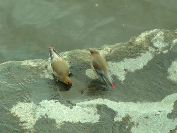 2021年2月25日(木) 山中湖の野鳥観察記録