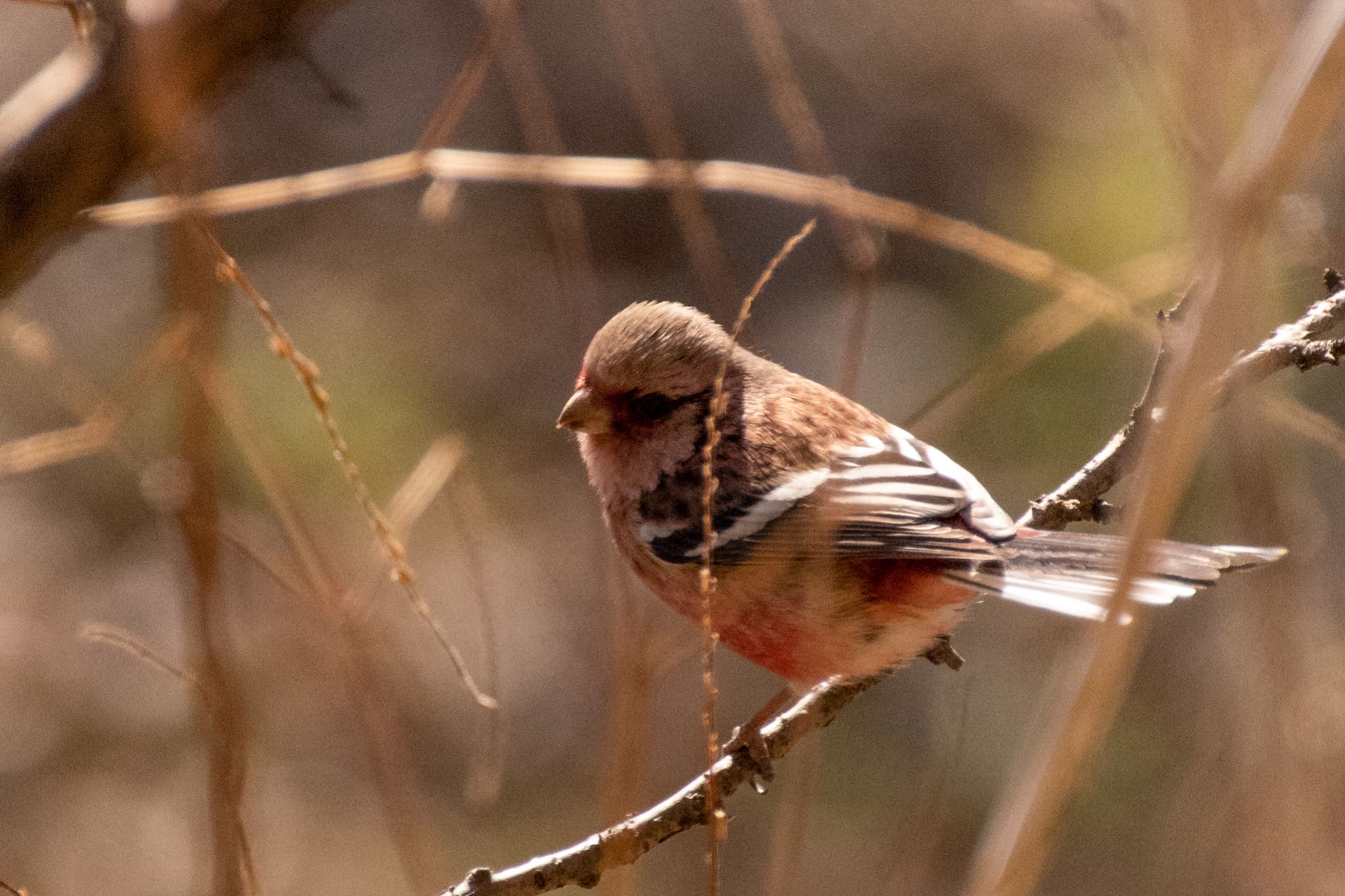 Siberian Long-tailed Rosefinch