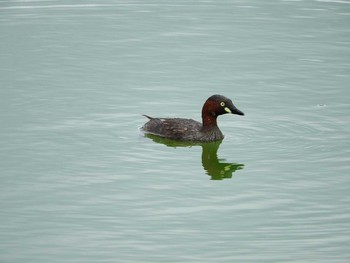 Little Grebe 愛知県 Sat, 8/29/2015