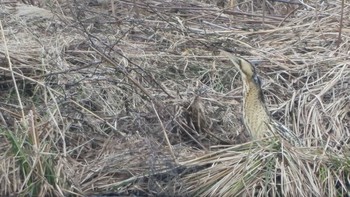 Eurasian Bittern 滋賀県 Fri, 2/12/2021