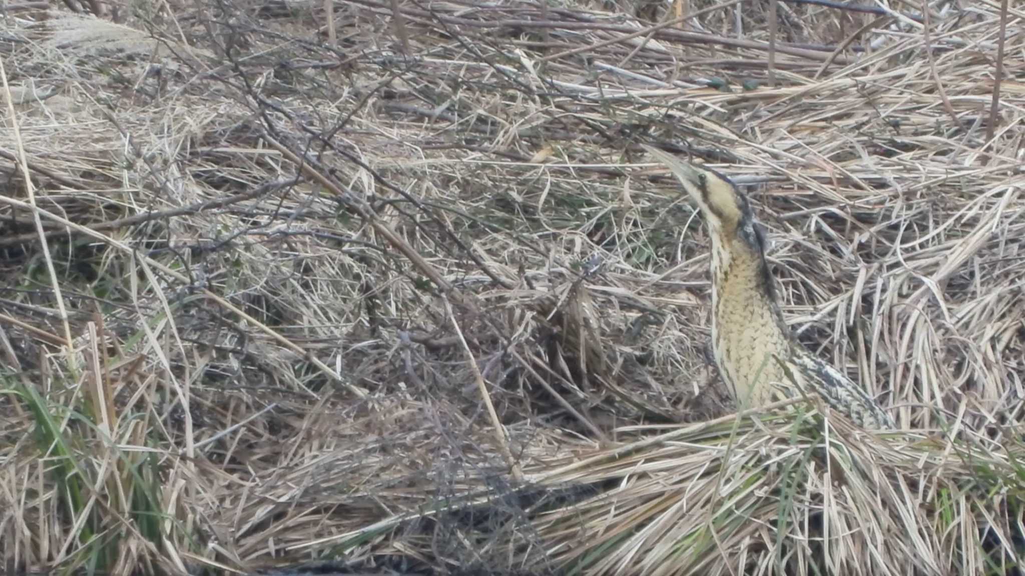 滋賀県 サンカノゴイの写真 by アカウント695