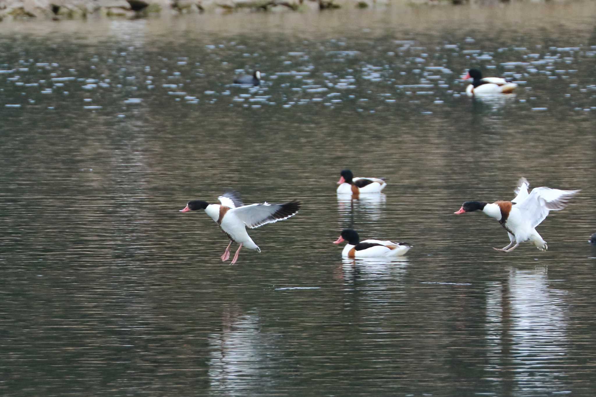 Photo of Common Shelduck at 大阪府 by アカウント695