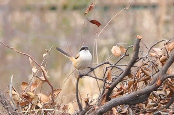 Long-tailed Shrike 大阪府 Mon, 2/8/2021