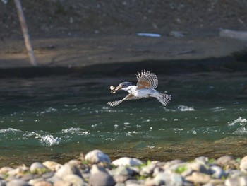 ヤマセミ 栃木県 2017年3月4日(土)