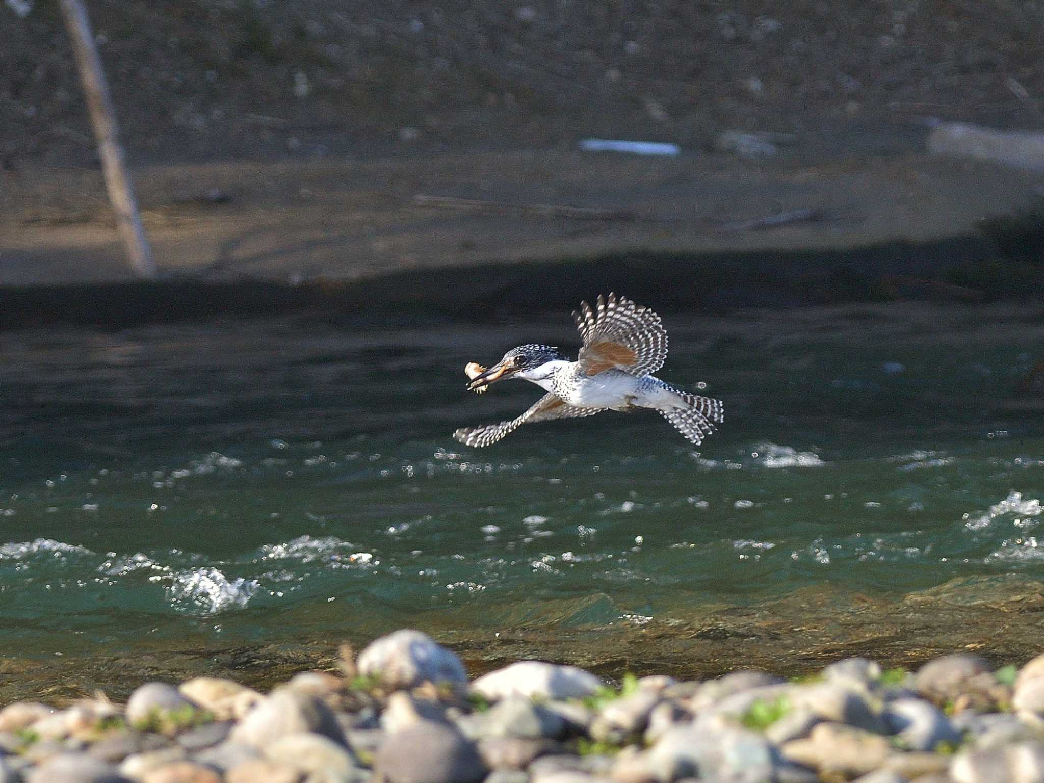 Photo of Crested Kingfisher at 栃木県 by ask