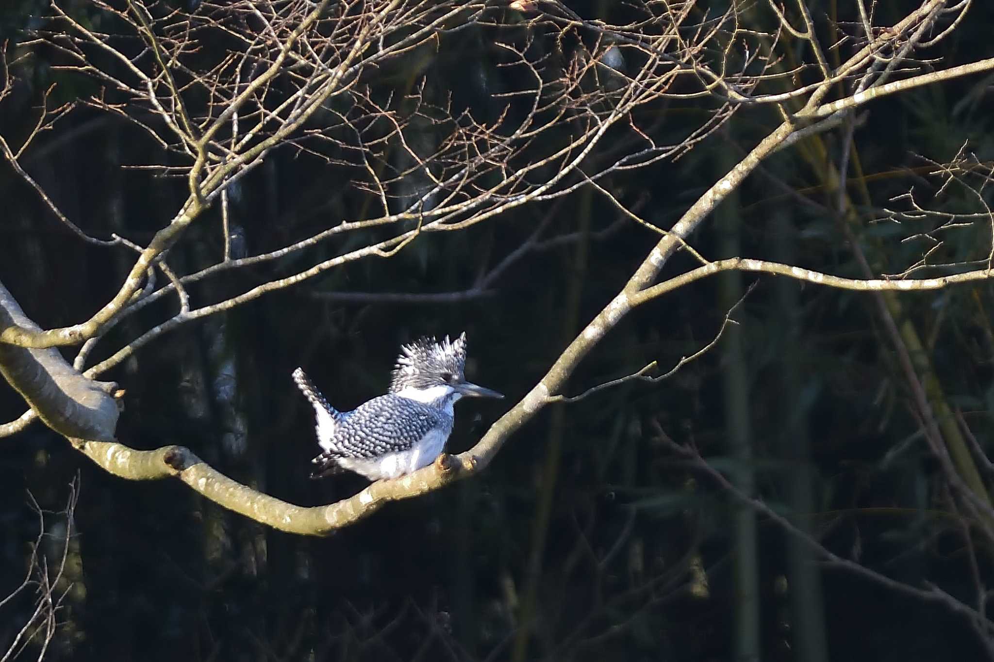 Photo of Crested Kingfisher at 栃木県 by ask