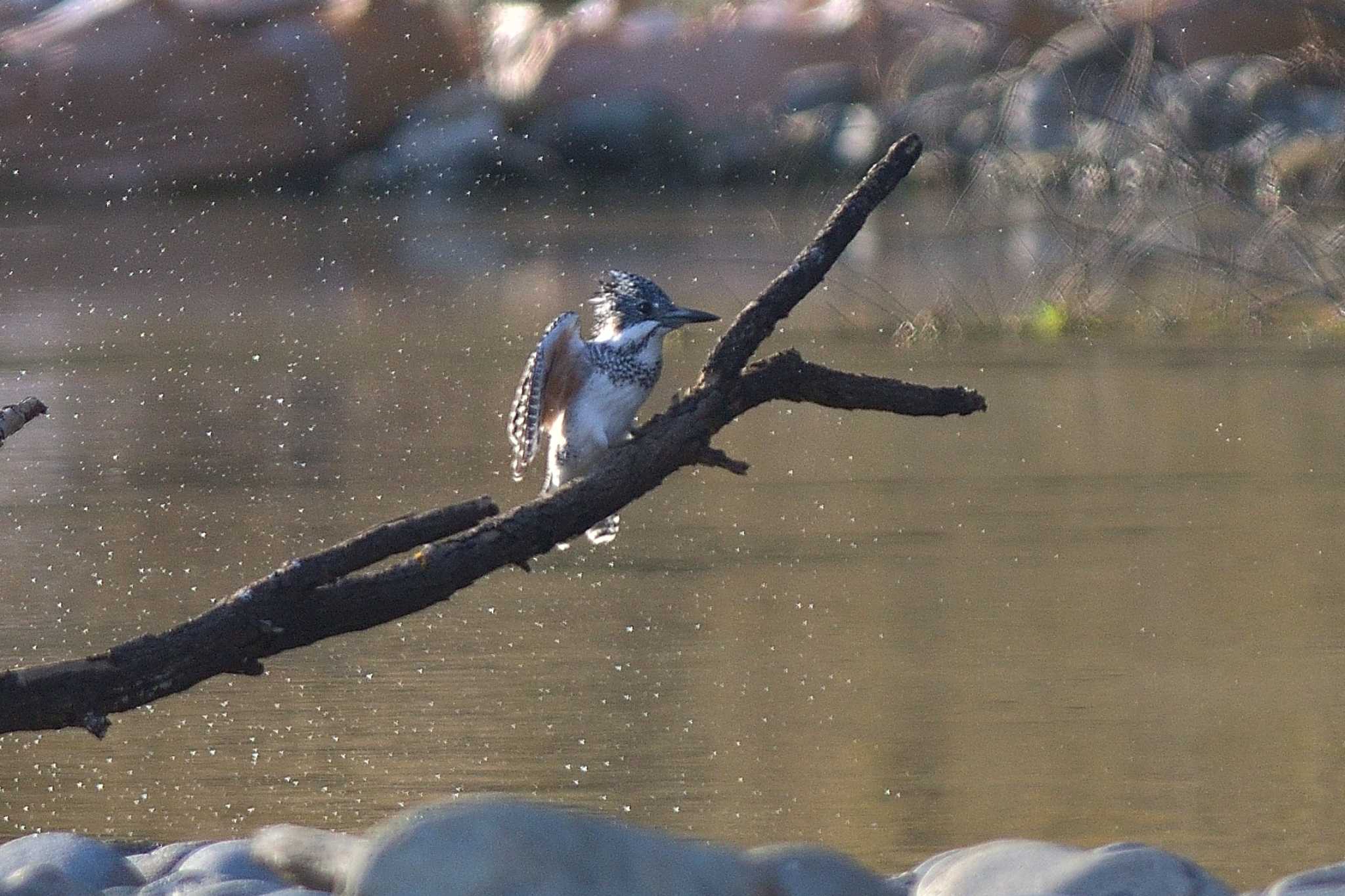 Photo of Crested Kingfisher at 栃木県 by ask