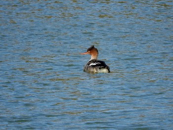 Red-breasted Merganser 愛知県 Sun, 12/27/2015