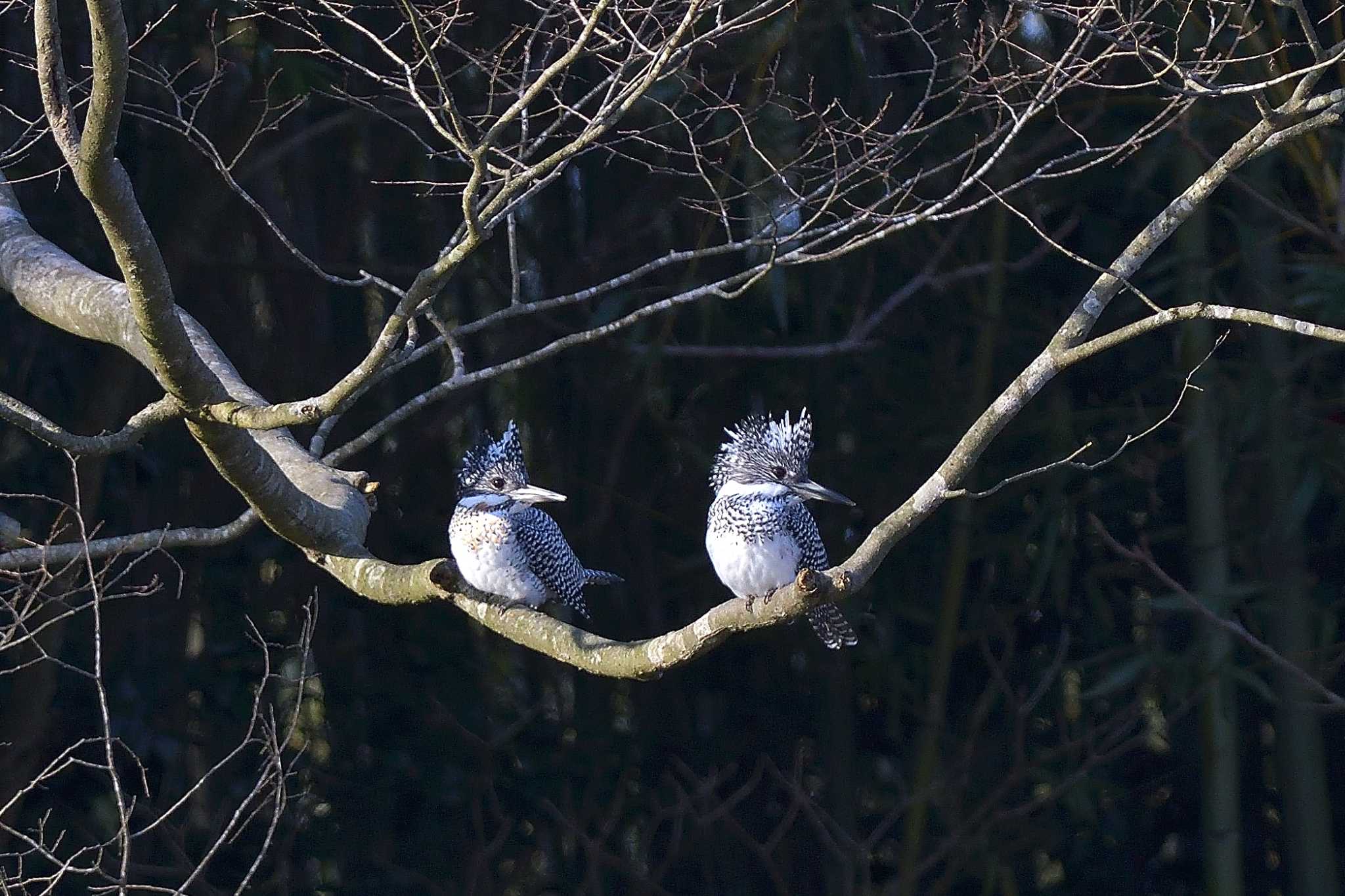 Photo of Crested Kingfisher at 栃木県 by ask