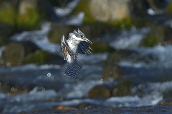 Crested Kingfisher 栃木県 Sat, 3/4/2017