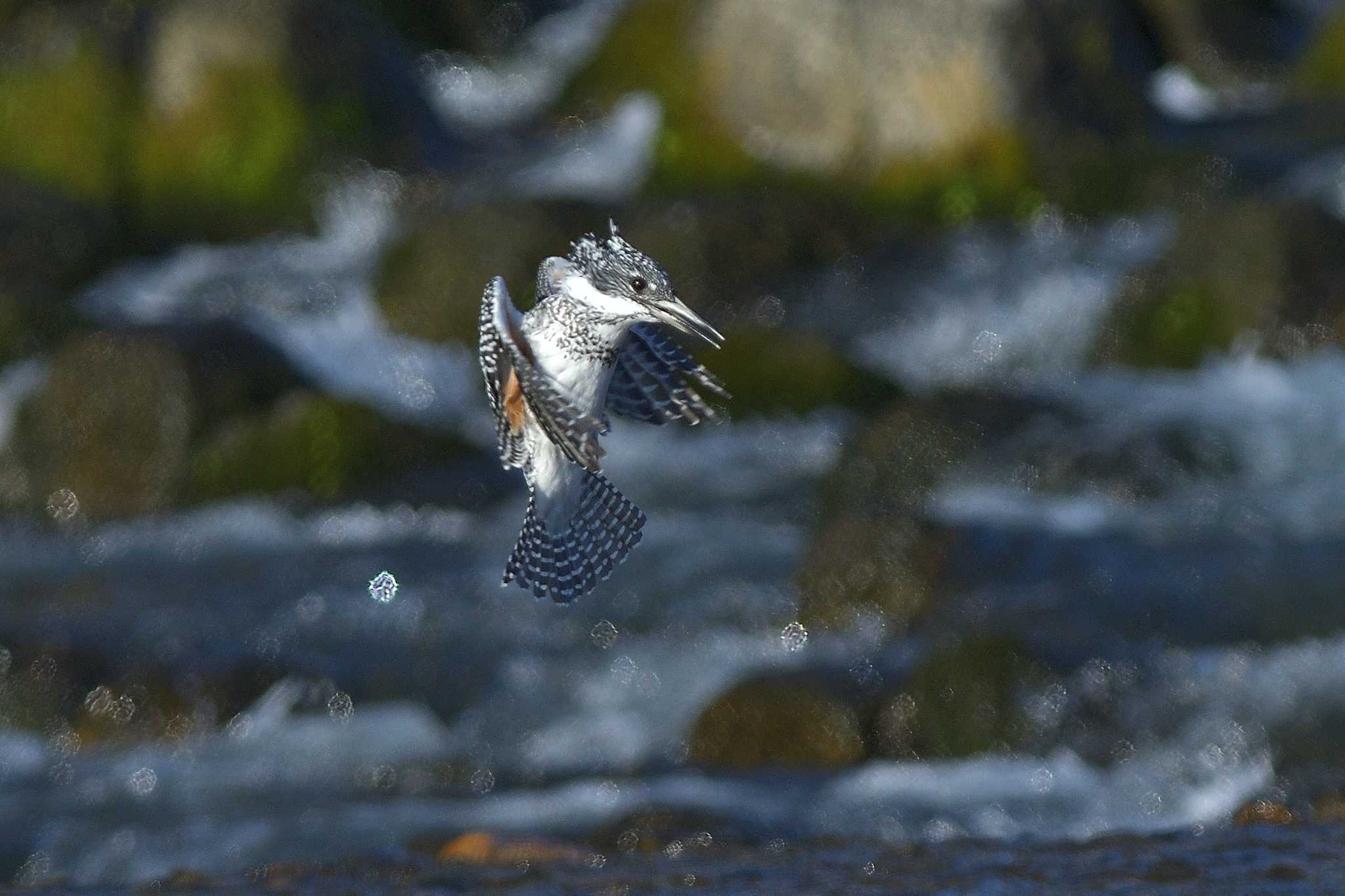 Photo of Crested Kingfisher at 栃木県 by ask
