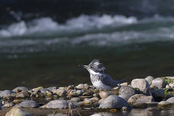 Crested Kingfisher 栃木県 Sat, 3/4/2017