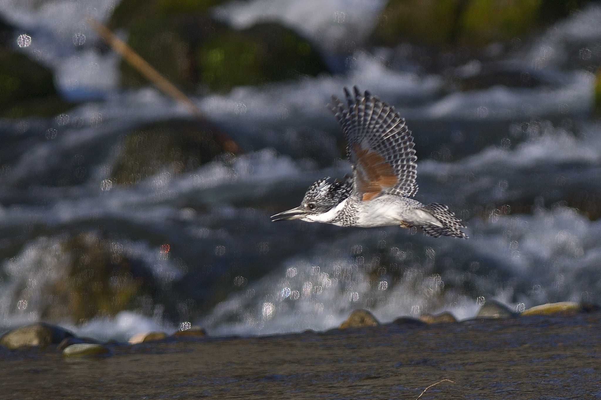 Photo of Crested Kingfisher at 栃木県 by ask