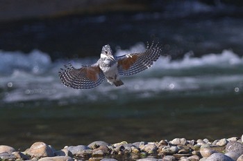 ヤマセミ 栃木県 2017年3月4日(土)