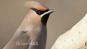 Bohemian Waxwing 東京都多摩地域 Sun, 2/28/2021