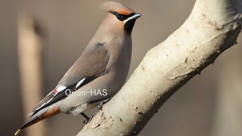 Bohemian Waxwing 東京都多摩地域 Sun, 2/28/2021