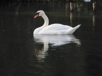 Mute Swan 愛知県 Sun, 11/1/2015