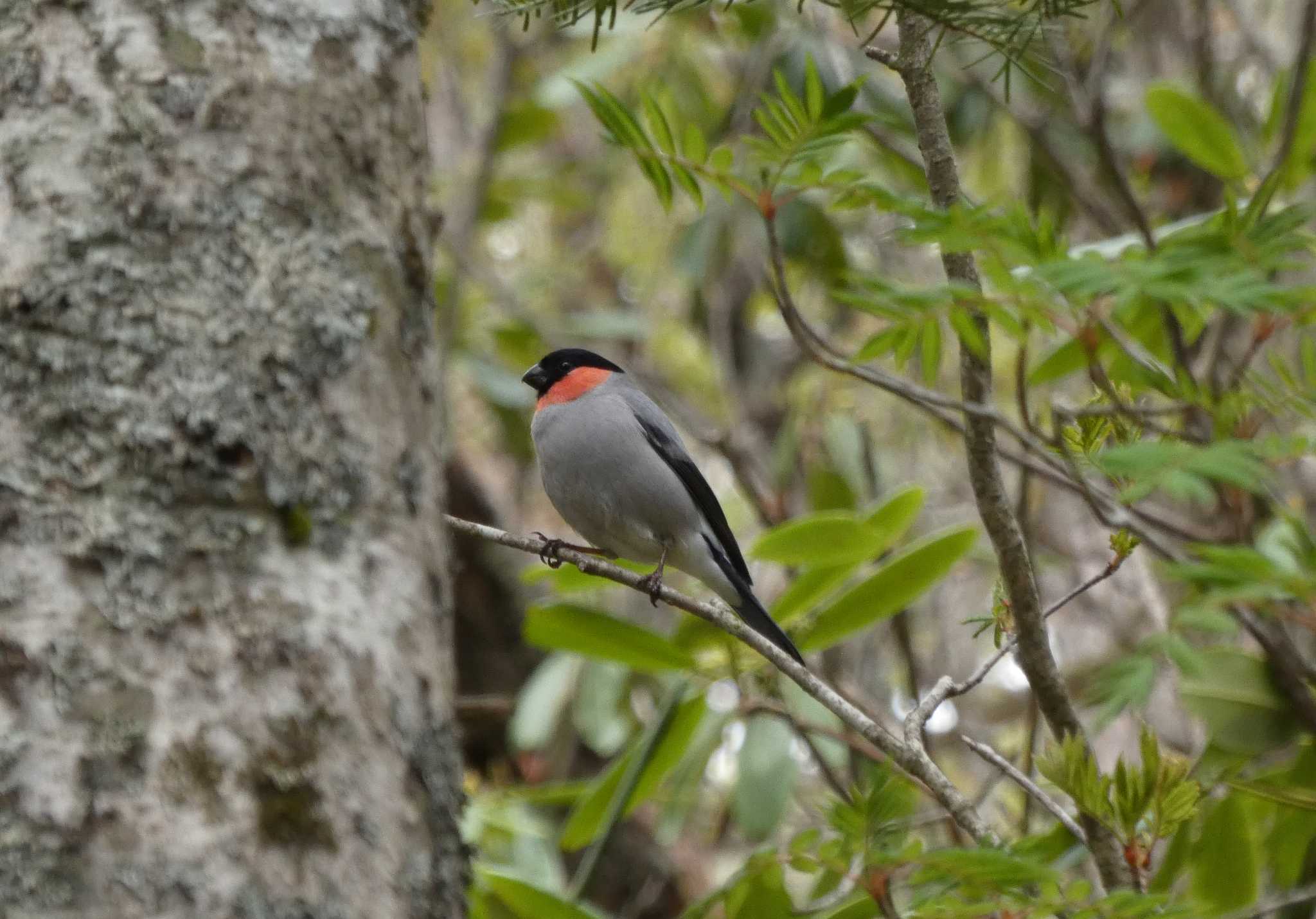 Photo of Eurasian Bullfinch at 池の平湿原 by 上別府志郎