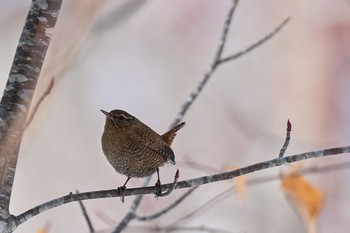 ミソサザイ 大沼公園(北海道七飯町) 2021年2月23日(火)