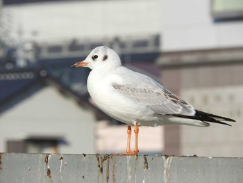 Black-headed Gull 愛知県 Sun, 1/17/2016