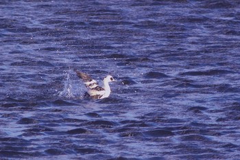 2020年12月16日(水) 常滑市本郷町1丁目 玉越池の野鳥観察記録