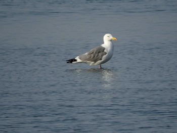 Vega Gull 愛知県 Sat, 10/24/2015