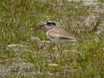 Long-billed Plover 愛知県 Sat, 4/23/2016