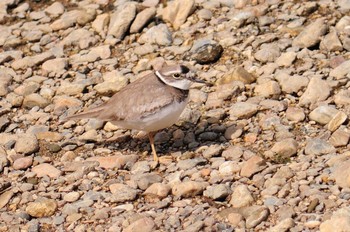 Sun, 2/28/2021 Birding report at 富雄川（奈良県奈良市）